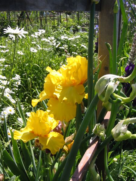 Photo:Ila Bossons-Daisy's Le Jardin-Iris,Daisy,Egyptian Onion